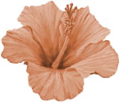 flower_76057.png